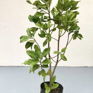 MAGNOLIA GRANDIFLORA