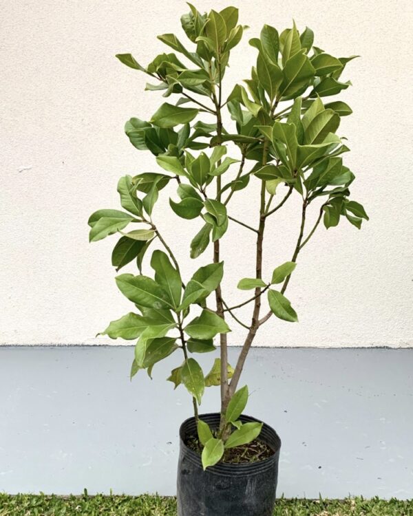 MAGNOLIA GRANDIFLORA