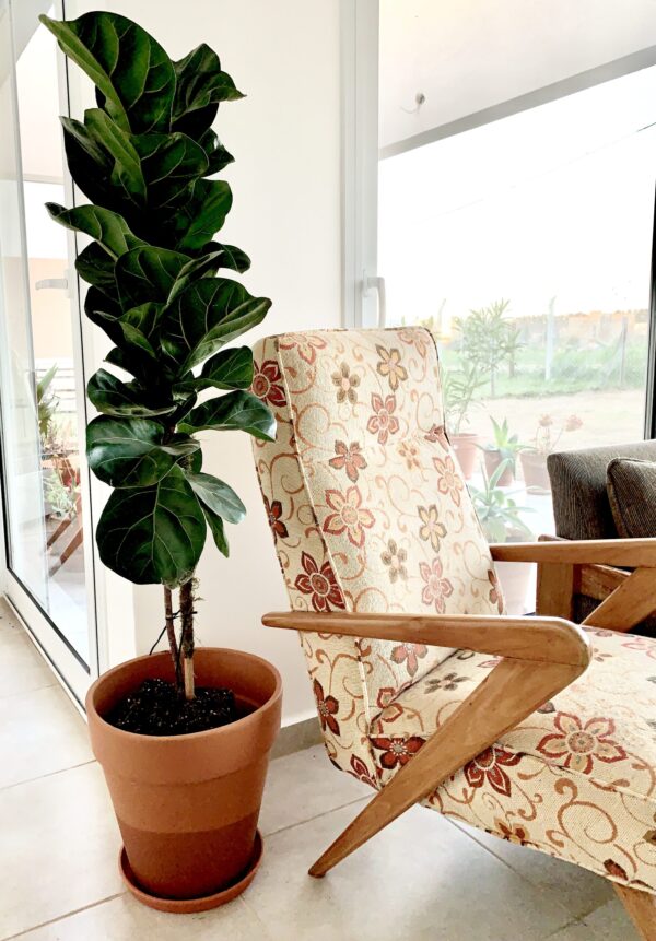 FICUS PANDURATA - Image 2