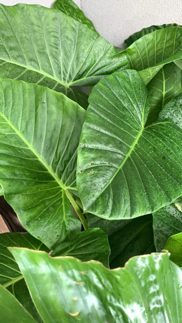OREJA DE ELEFANTE O ALOCASIA ODORA
