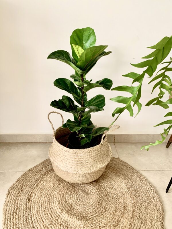FICUS PANDURATA