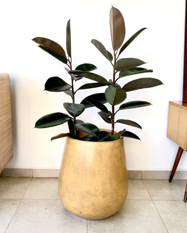 GOMERO ROJO O FICUS ELASTICA RUBRA