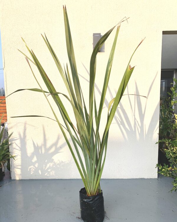 FORMIO VARIEGADO