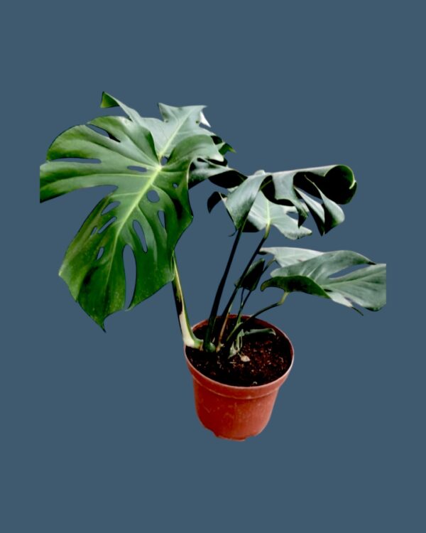 MONSTERA O COSTILLA DE ADAN